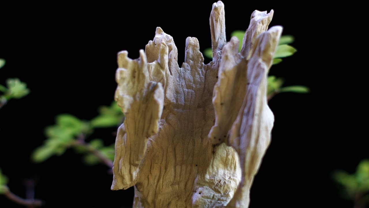 Fênix - Penjing (Duranta Repens) vídeo 7