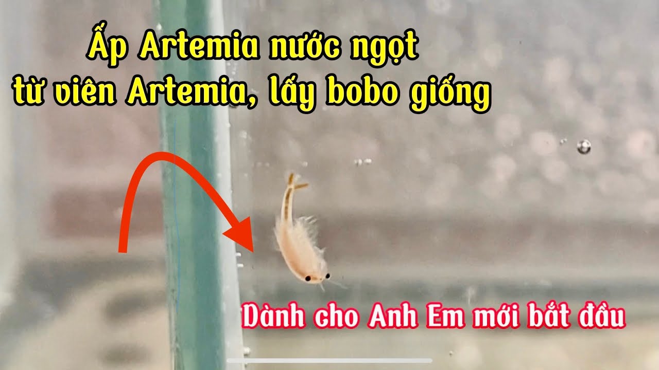 Chia sẻ Ấp Artemia nước ngọt, Bobo từ viên Artemia nước ngọt | UTN Betta Shop