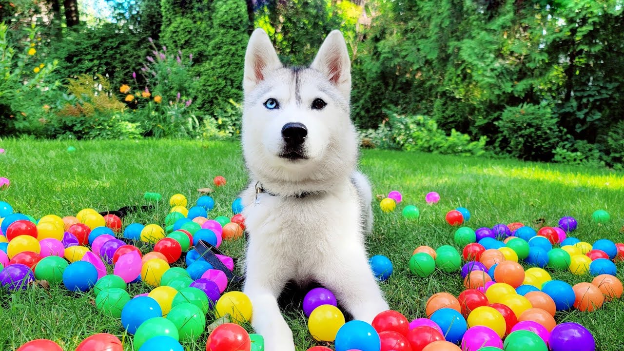 🔴 Come Play in Our Yard with My Husky! (LIVE)