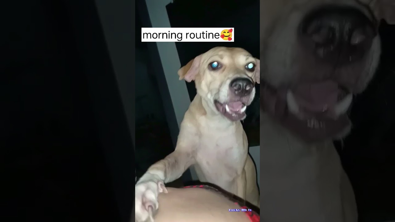 #dogs #funny #aspin #pets  | My dog is my alarm clock