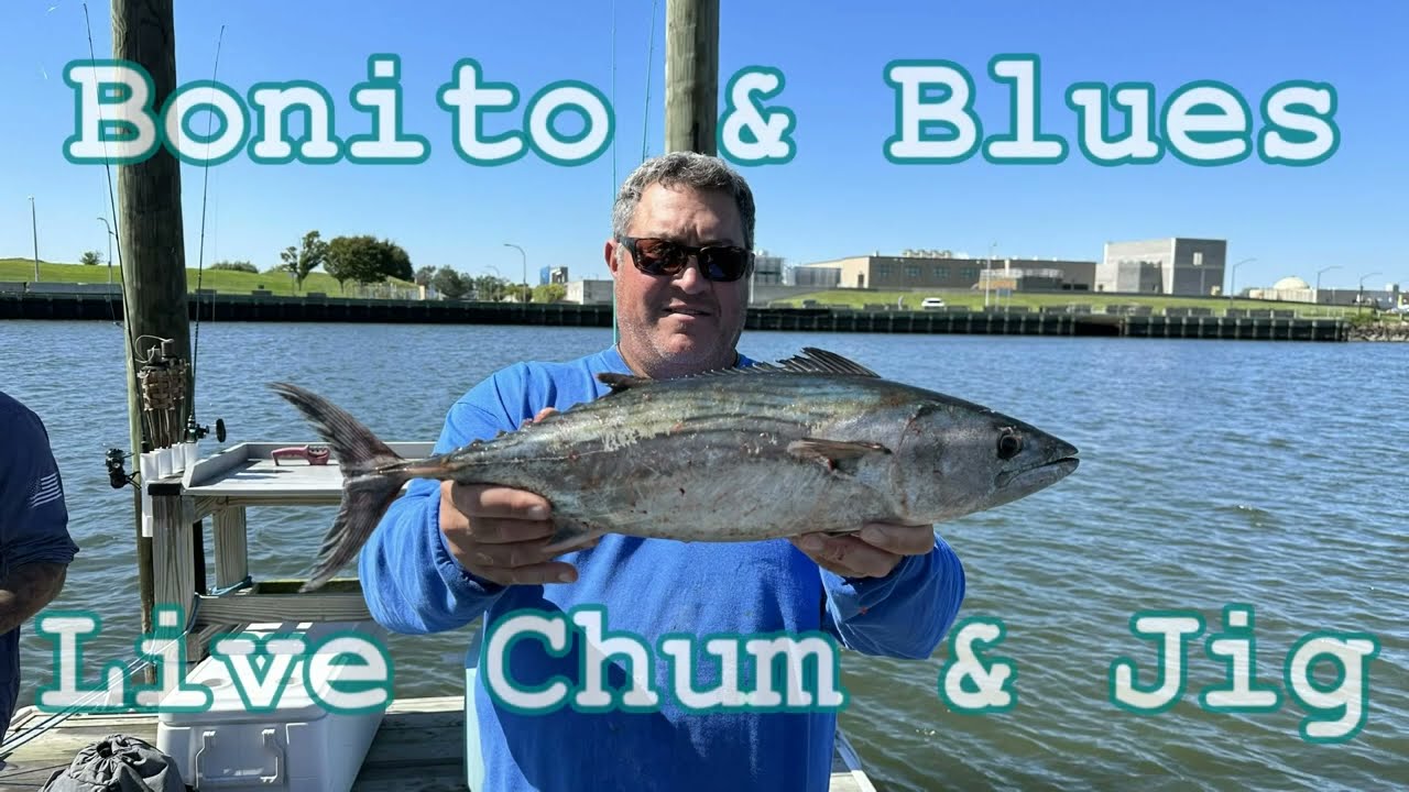 Bonito & Blues on Live Chum & Jigs