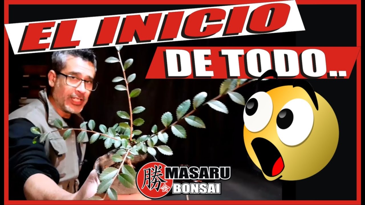 COMO EMPEZAR UN BONSAI DESDE ESQUEJE DE OLMO CHINO (Ulmus parvifolia) SUPER FÁCIL!