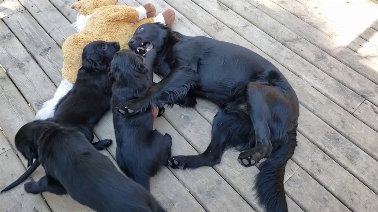 Flat-Coated Retriever Day 56 Last full day together