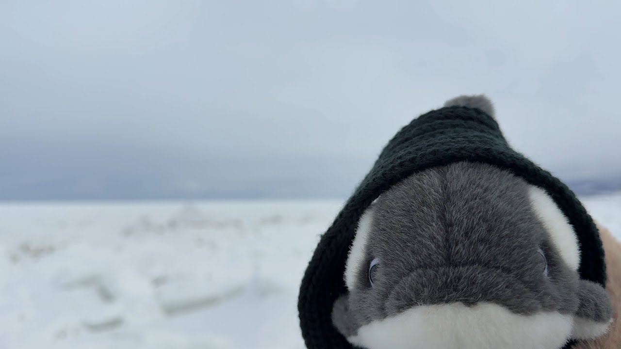白いじゅうたんの海に会いに行った日