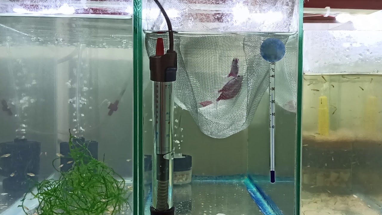 Trans genetik tetra üretimi (yumurta dökümü)