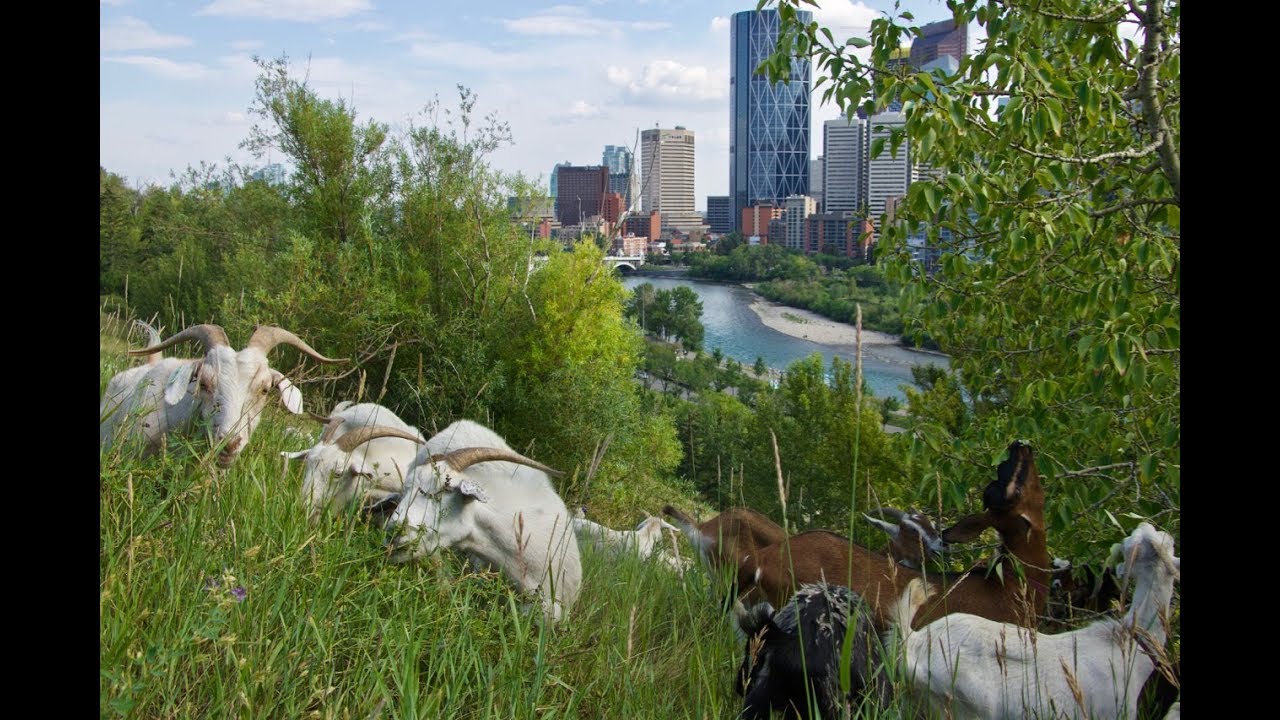 staring at goats