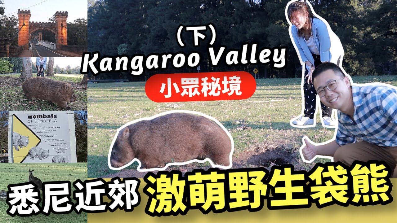 悉尼必去！激萌野生袋熊成群出沒！【悉尼周邊一日自駕Kangaroo Valley】(下集) 袋熊出沒營地 ｜ 橫跨袋鼠河Hampden Bridge