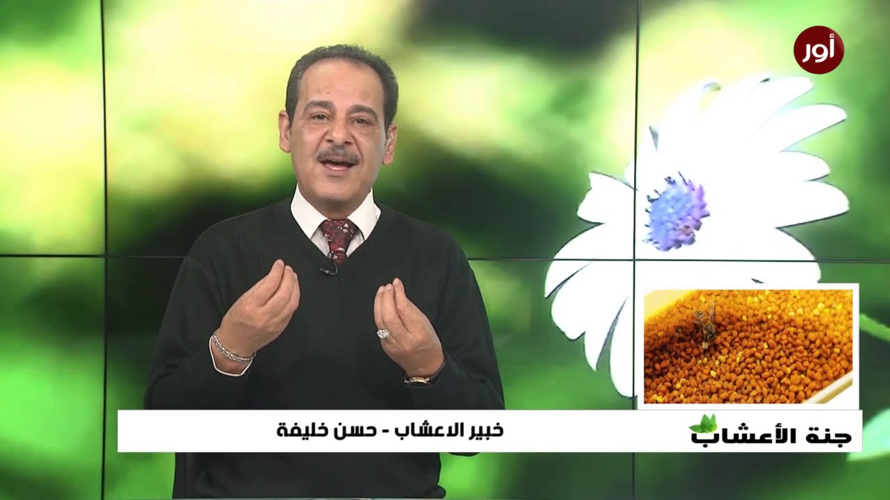 فوائد حبوب الطلع النحل مع العسل مع خبير الاعشاب حسن خليفة