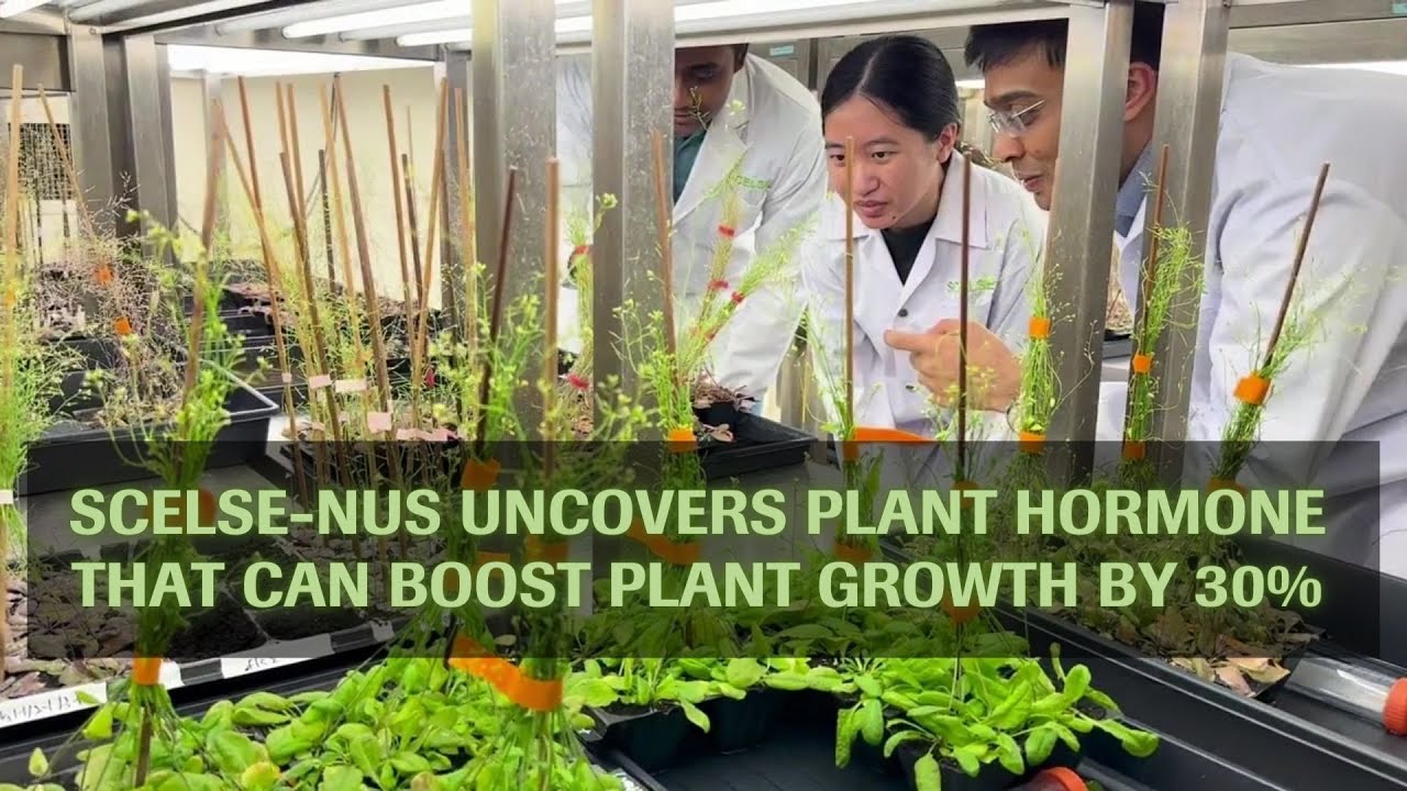 SCELSE-NUS Uncovers Plant Hormone That Can Boost Plant Growth By 30%