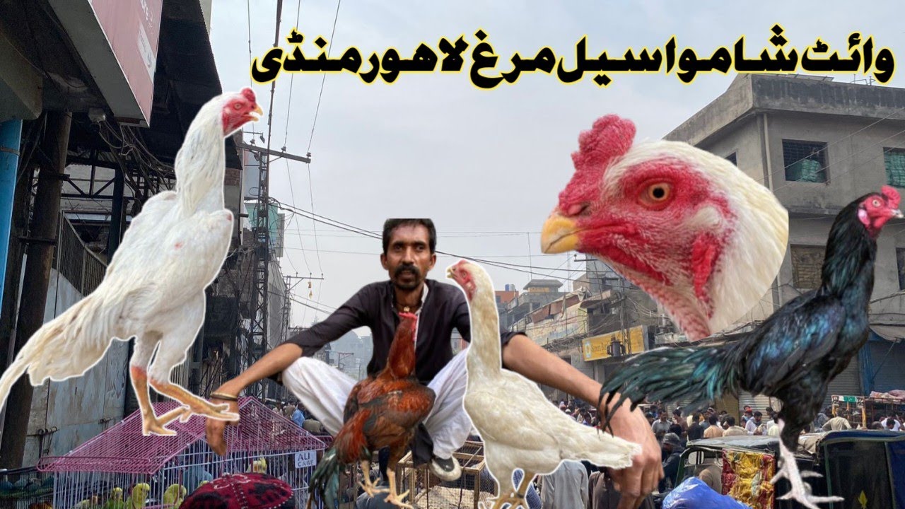 Sunday Aseel Murgh Mandi Larri Ada Lahore||PAPER WHITE SHAMO ASEEL||ASEEL MURGH MANDI||#aseelmandi 