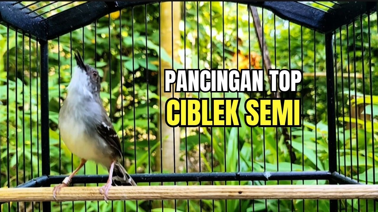 suara burung CIBLEK GACOR NGEBREN Pancingan Ciblek Semi bahan jadikan ciblek kristal gacor Tarung