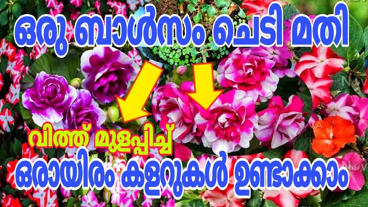 മുറ്റം തിങ്ങി നിറയും മൾട്ടി കളറുകൾ Balsam plant care | poppy chedi malayalam