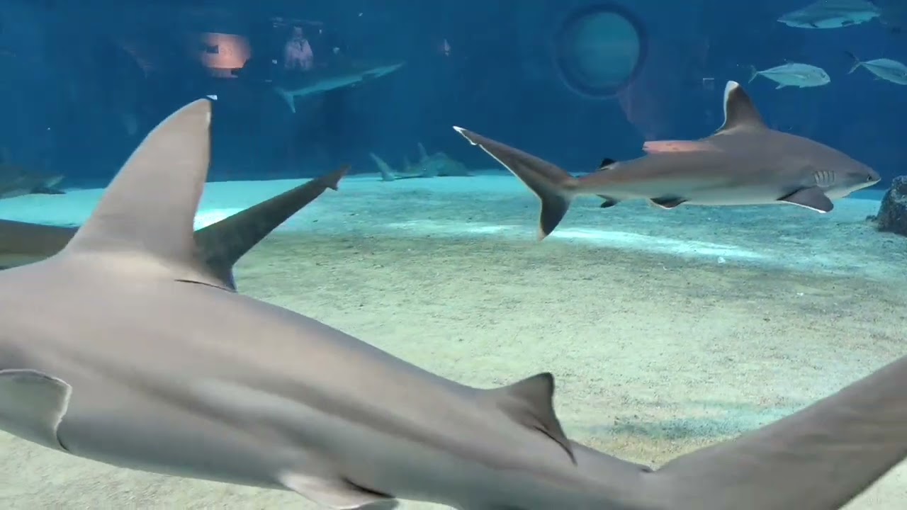 Okinawa Day4B -美麗海水族館