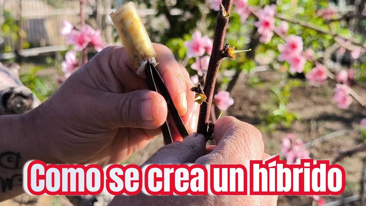 Como crear un híbrido de frutal de hueso.