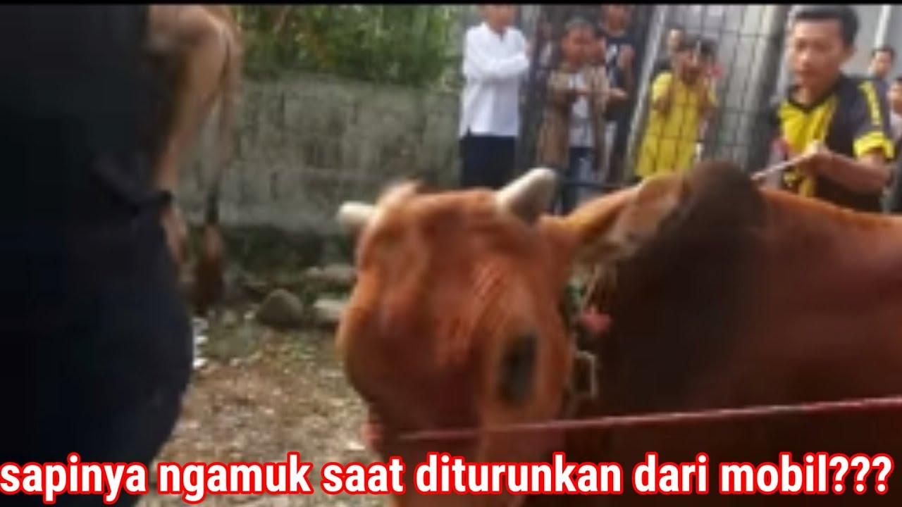 Heboh Sapi ngamuk turun dari mobil