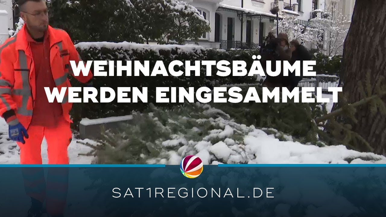 Weihnachtsbäume adé: Stadtreinigung sammelt ausgediente Tannen ein