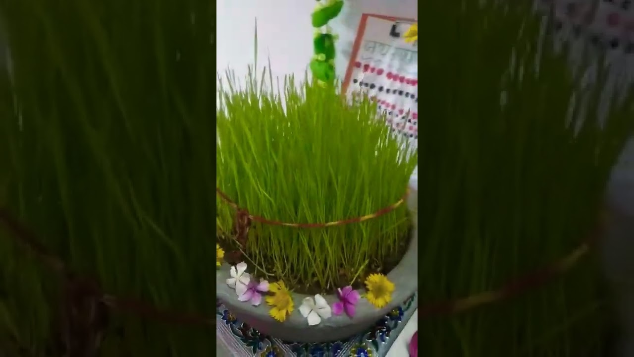Hariya Jwara🥰