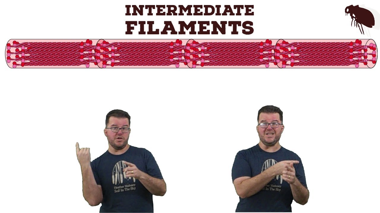 Intermediate Filaments