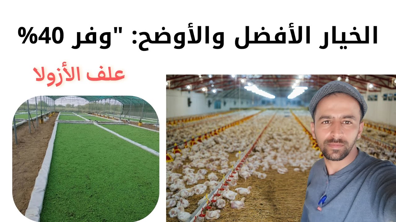 تجربة صادمة تسمين دجاج اللاحم بعلف الأزولا وفرت 40% من التكلفة | النتائج الحقيقية