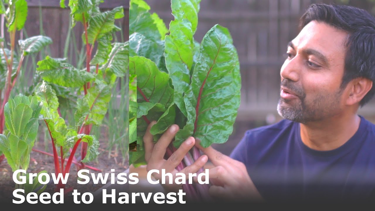How to Grow Lots of Swiss Chard from Seed to Harvest