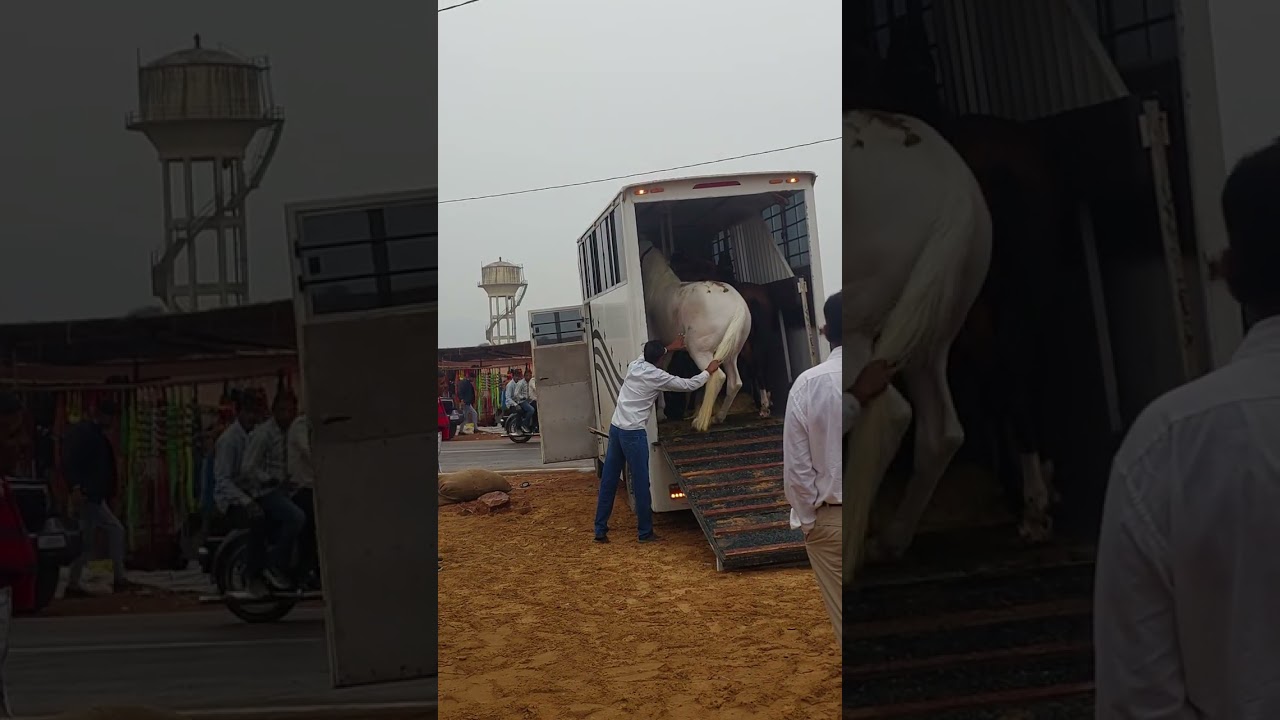 ##horseunloading ##cattlefair 