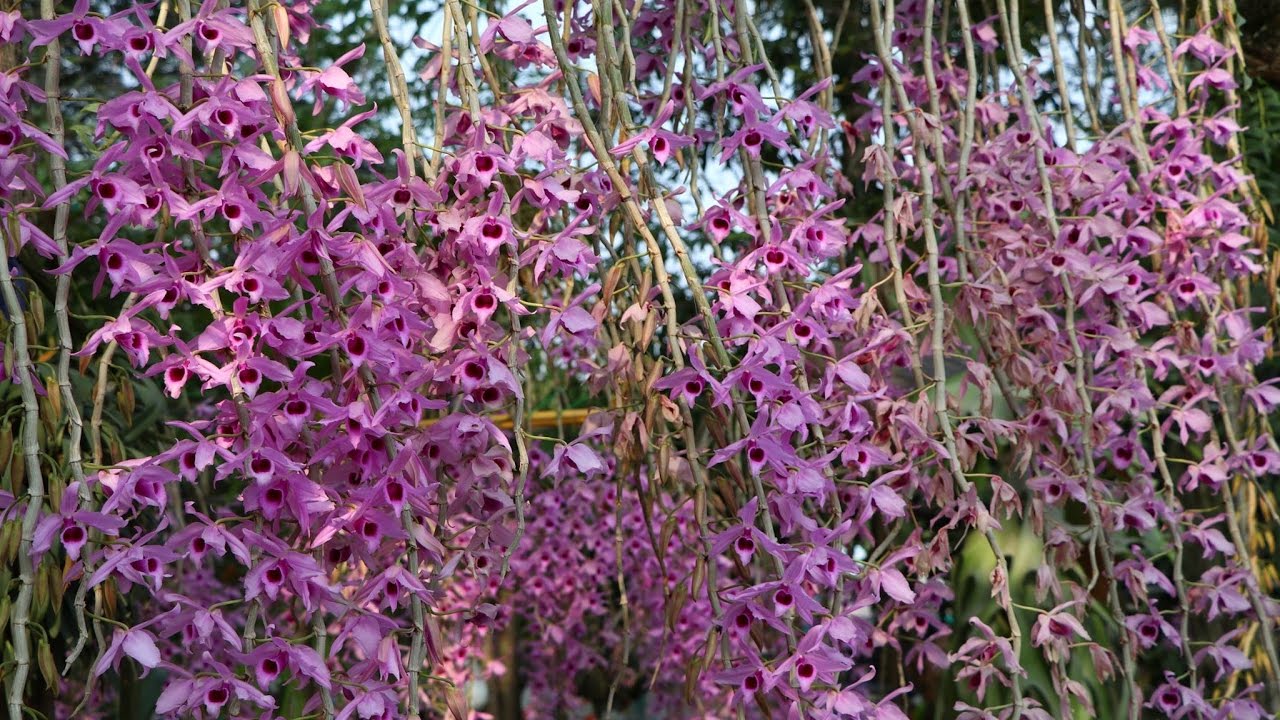 เอื้องสายหลวงบานที่บ้านหมวดรุ่ง#2,Dendrobium anosmum,เอื้องสายหลวงใต้..โทร 0964696359