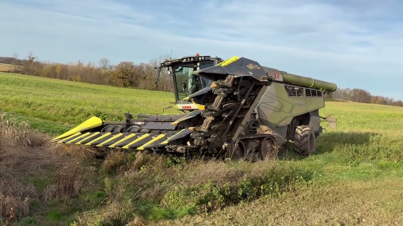 Moisson de maïs 12 rangs  Class lexion 8900  (2025)
