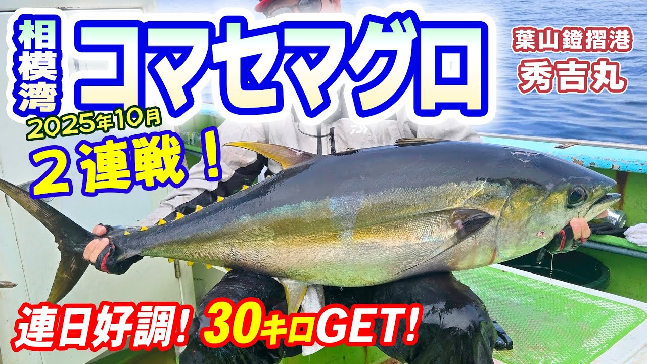 【相模湾キハダマグロ】コマセマグロ・カツオ船☆2連戦◆初戦 10kgキメジ～再戦 30kgキハダGET！！【葉山鐙摺港 秀吉丸】《4K動画》2025.9.27／2025.10.12