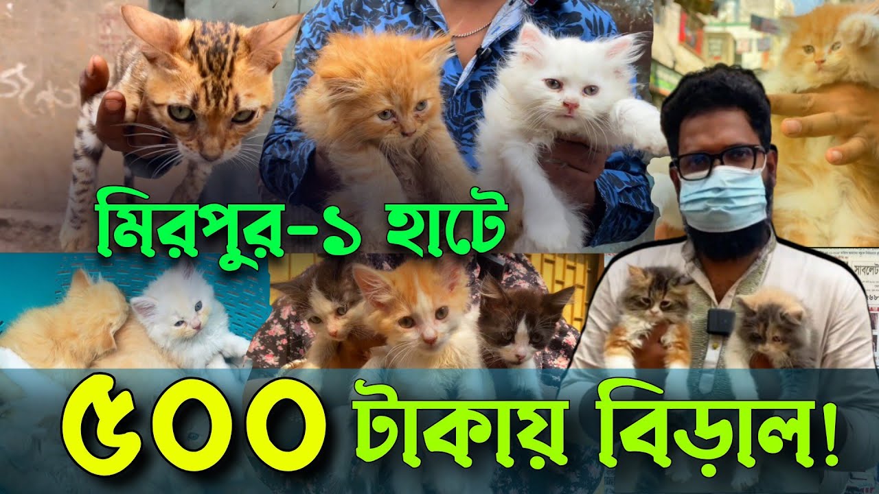 ৫০০ টাকায় বিড়াল | মিরপুর ১ বিড়ালের হাট | @DewanPets | Persian cat price 2025
