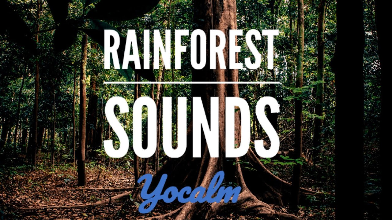 RELAXING sounds of the AMAZON Rainforest. Nature sounds for focused work, sleep and meditation