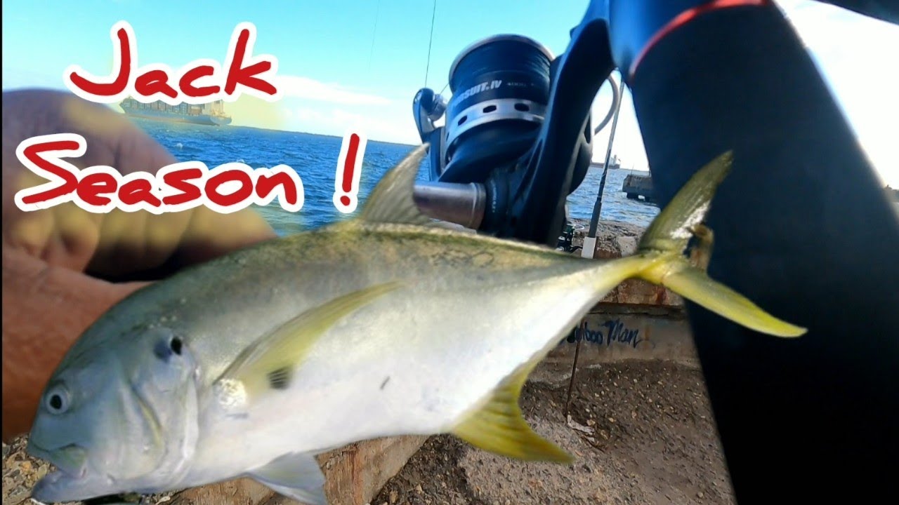 Сезон охоты на джек-рассел-терьера в самом разгаре 🎣🇯🇲