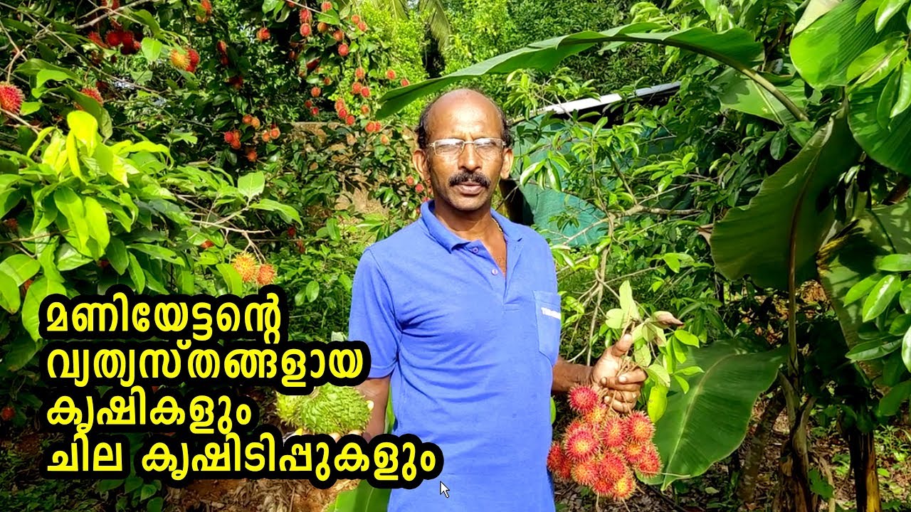 മണി ഏട്ടന്റെ  വ്യത്യസ്തങ്ങളായ കൃഷികളുംചില പൊടികൈകളും IMIXED FARMING