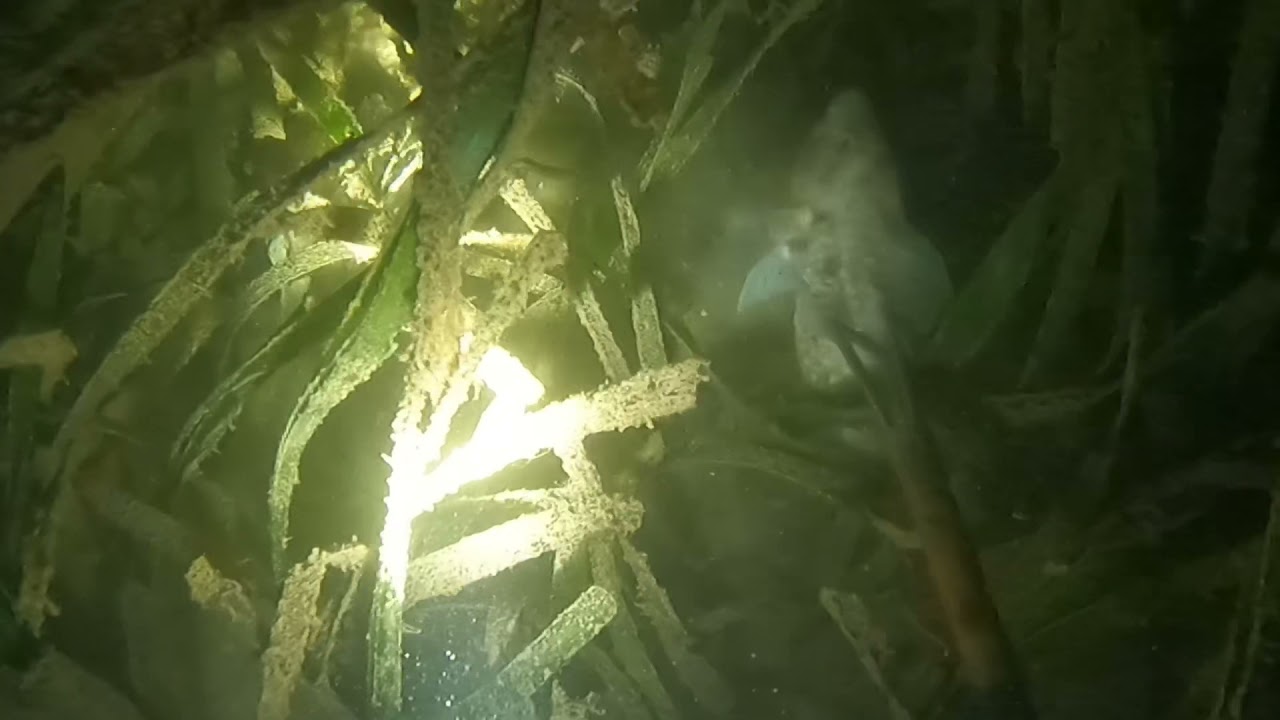 Spearfishing at night in Pohnpei