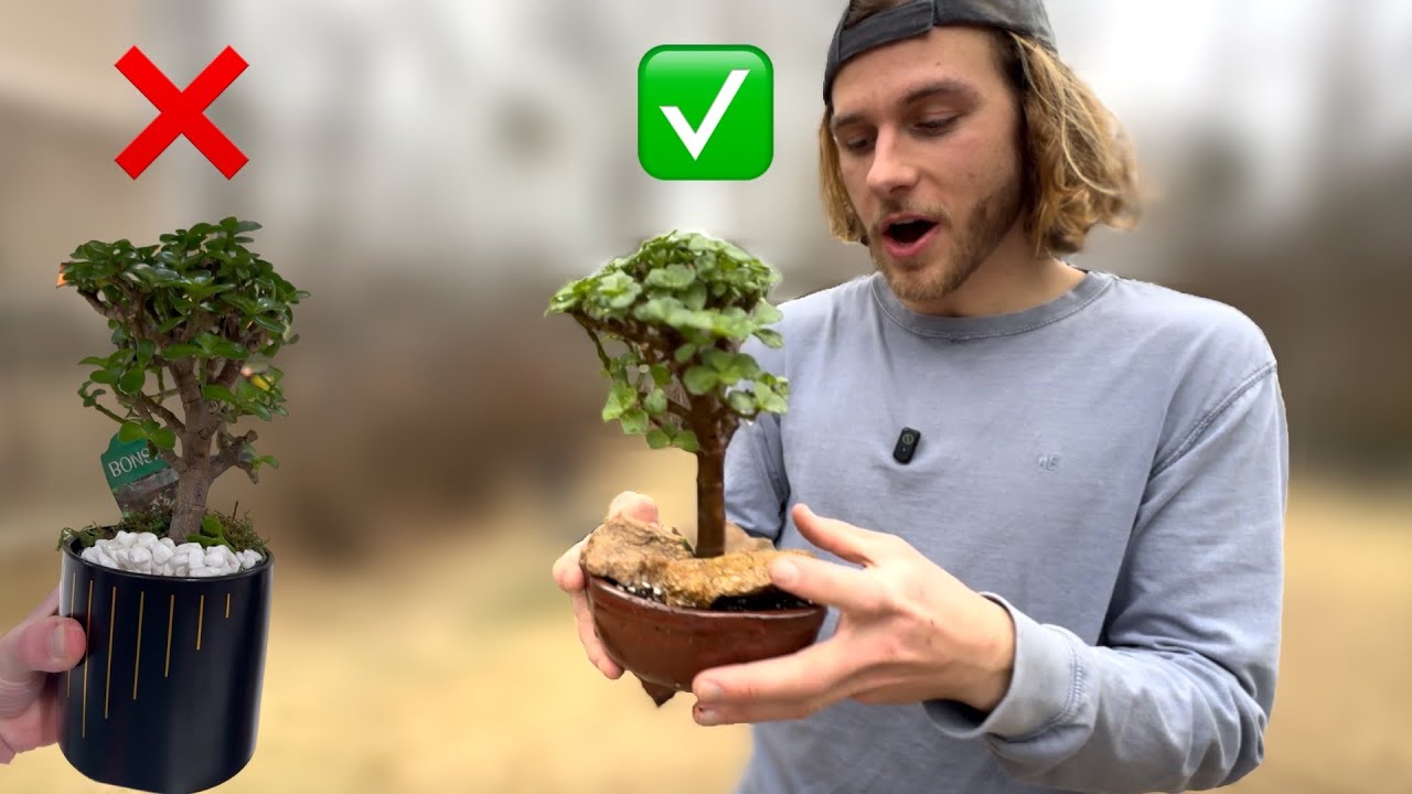 Repotting and Pruning a Dwarf Jade Bonsai EASY