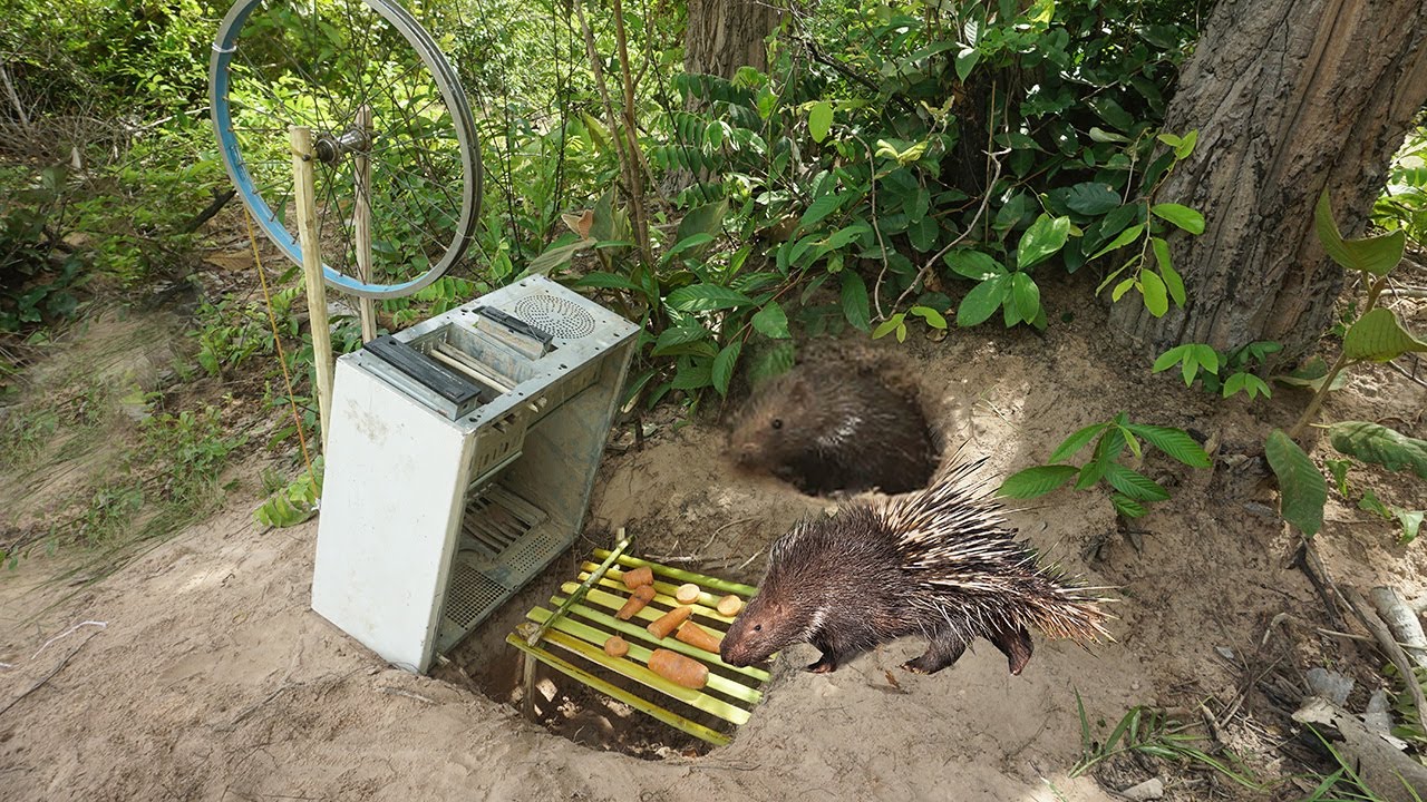 Easy Catching Porcupine / Catch Porcupine / How To Catch Porcupine In Secret Hole
