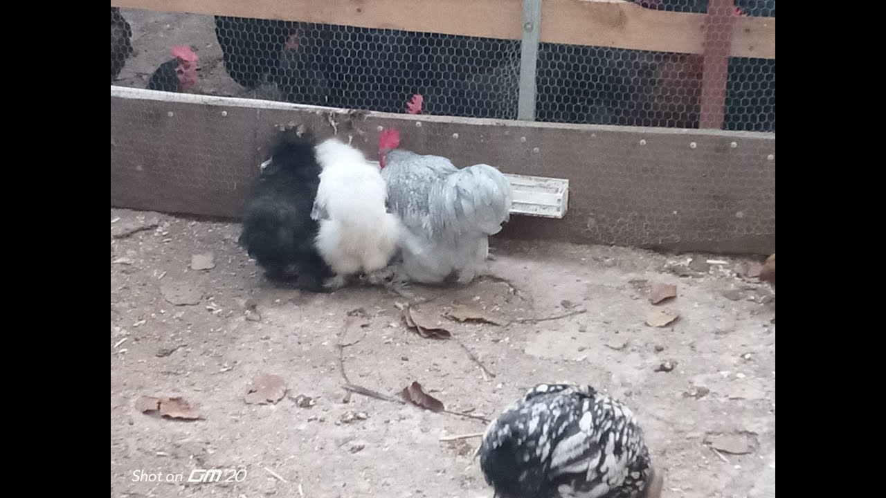 SÜS TAVUKLARIM( cüce koşin tavuğun yeni civcivleri)