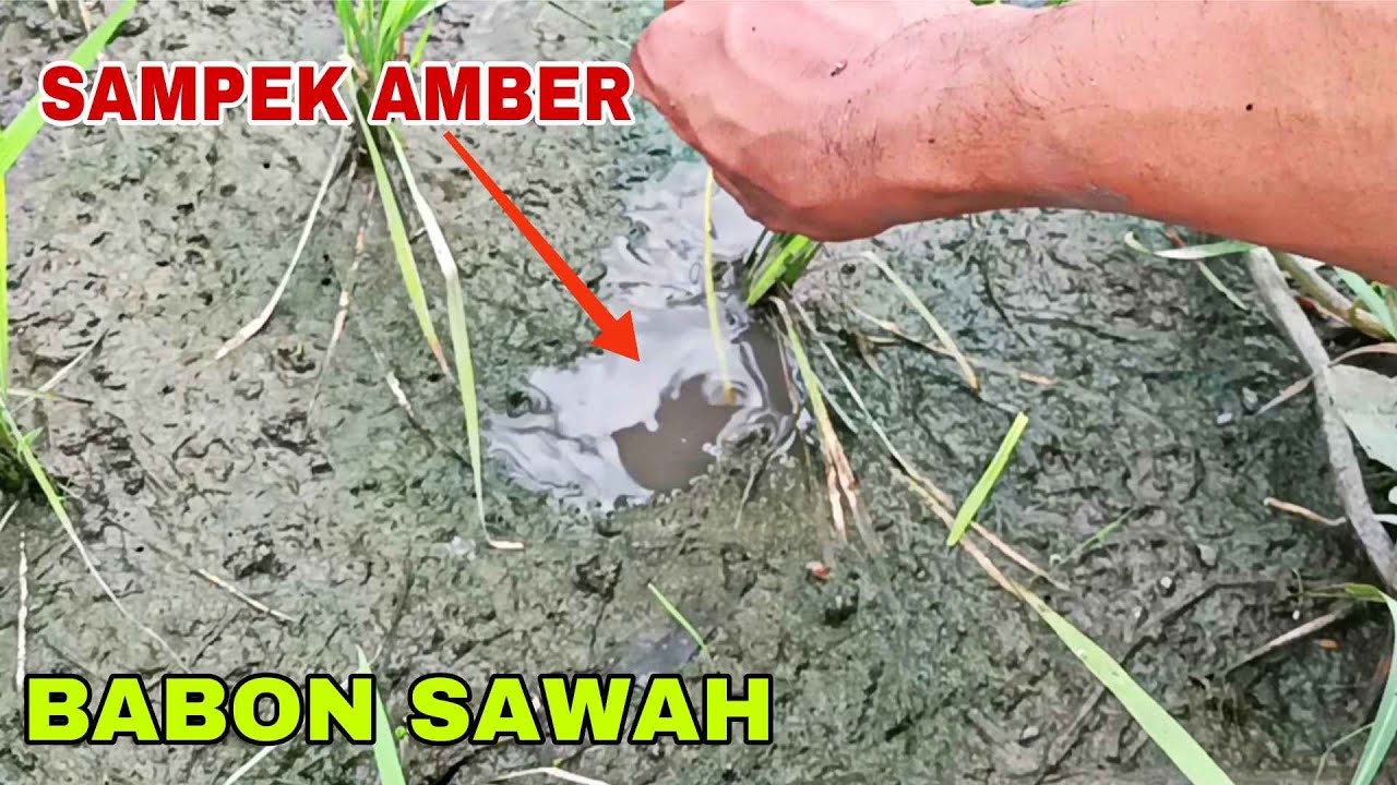 MANCING HANYA DUA JAM SUDAH DAPAT BESAR BESAR