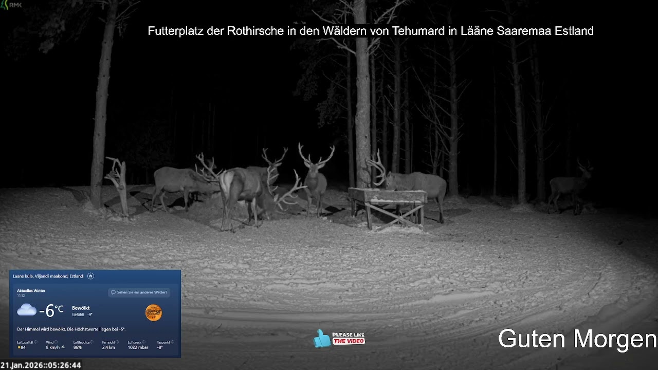 2026 01 21 Futterplatz🥕🥕🥕🥕🥕 der Rothirsche in den Wäldern von Tehumard in Lääne Saaremaa Estland