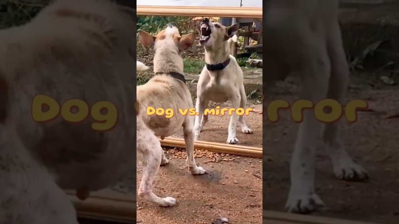 Have you ever seen a dog fight with a mirror? #shortvideo #shorts #short #animaljokes