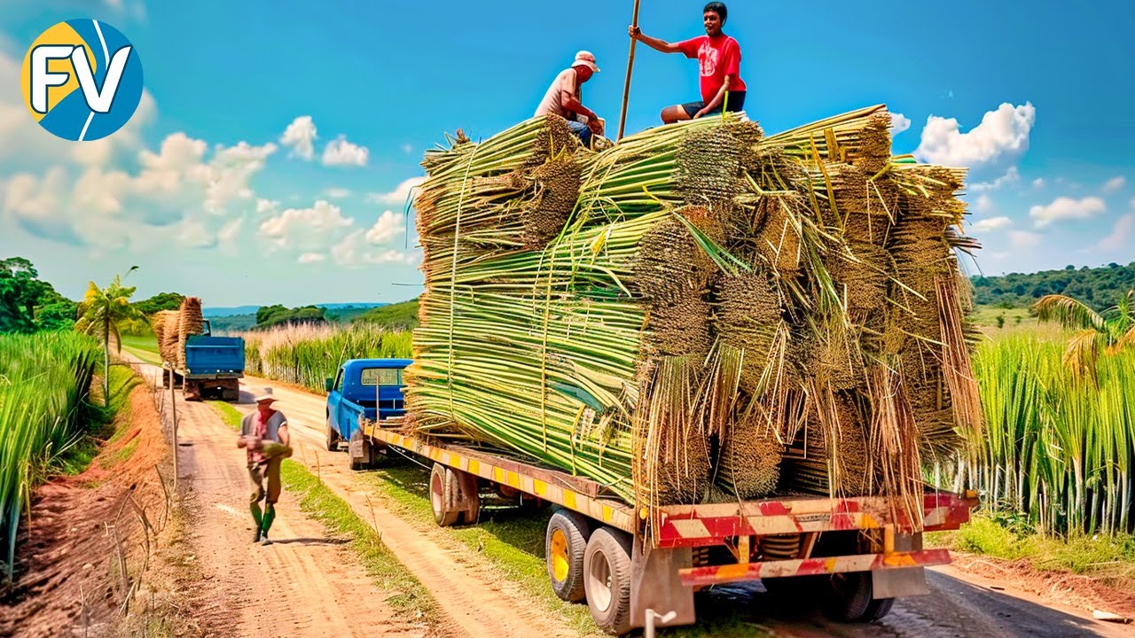 El proceso de fabricación de productos de bambú: de la plantación a la fábrica