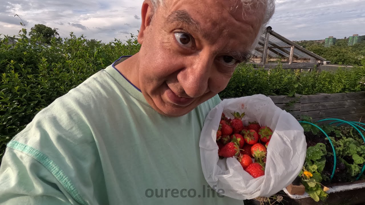 Delicious Strawberries, Allotment Gardening Diary