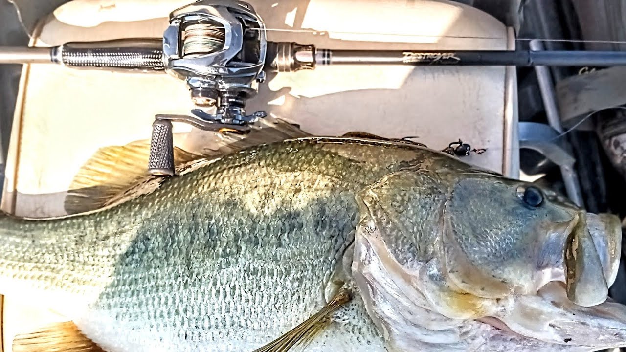 Daiwa Steez Limited SV TW Shallow Spool MegaBass Super Destroyer P5 Favorite Spinnerbait Jig Baitcas