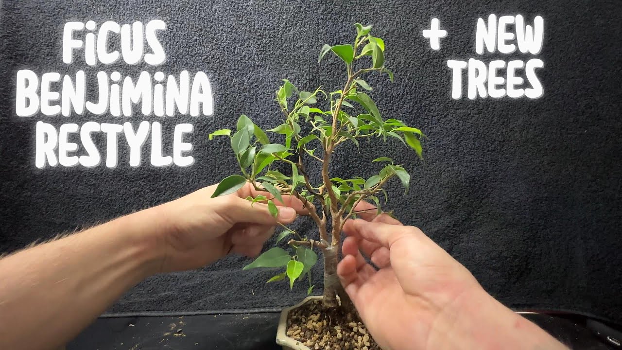 Ficus Benjamina Restyle Bonsai