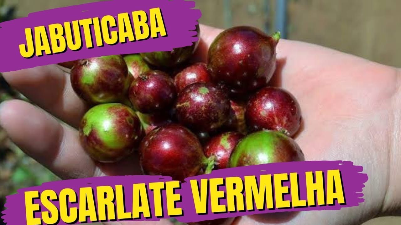 JABUTICABEIRA ESCARLATE VERMELHA ( MUITO PRECOCE, PRODUTIVA E ÓTIMA PARA VASOS)