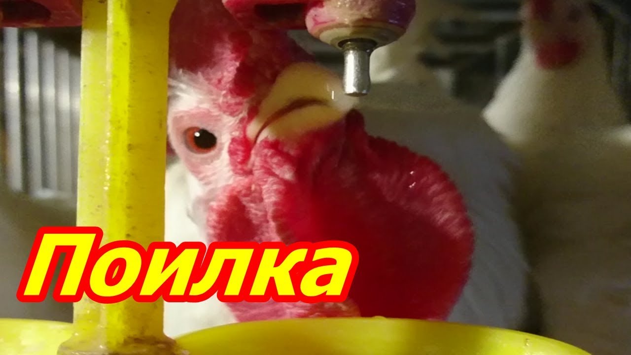 Поилка
