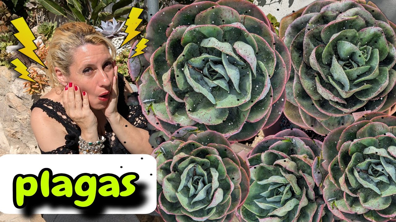 MÁNDALA lleno de PLAGA !!😱COMO Eliminar Plagas