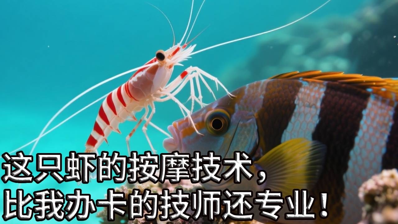 见过鱼做按摩吗？海底 “按摩师” 上线，鱼都被按舒服了！这服务太到位了！【奇奇de海洋】