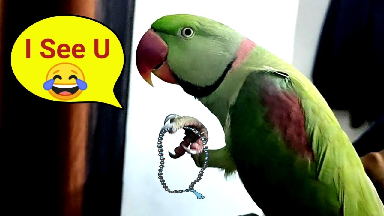 Pablo Parrot Mummy ke satth aaj karega I SEE YOU ke mala ka 108 jaap 😂