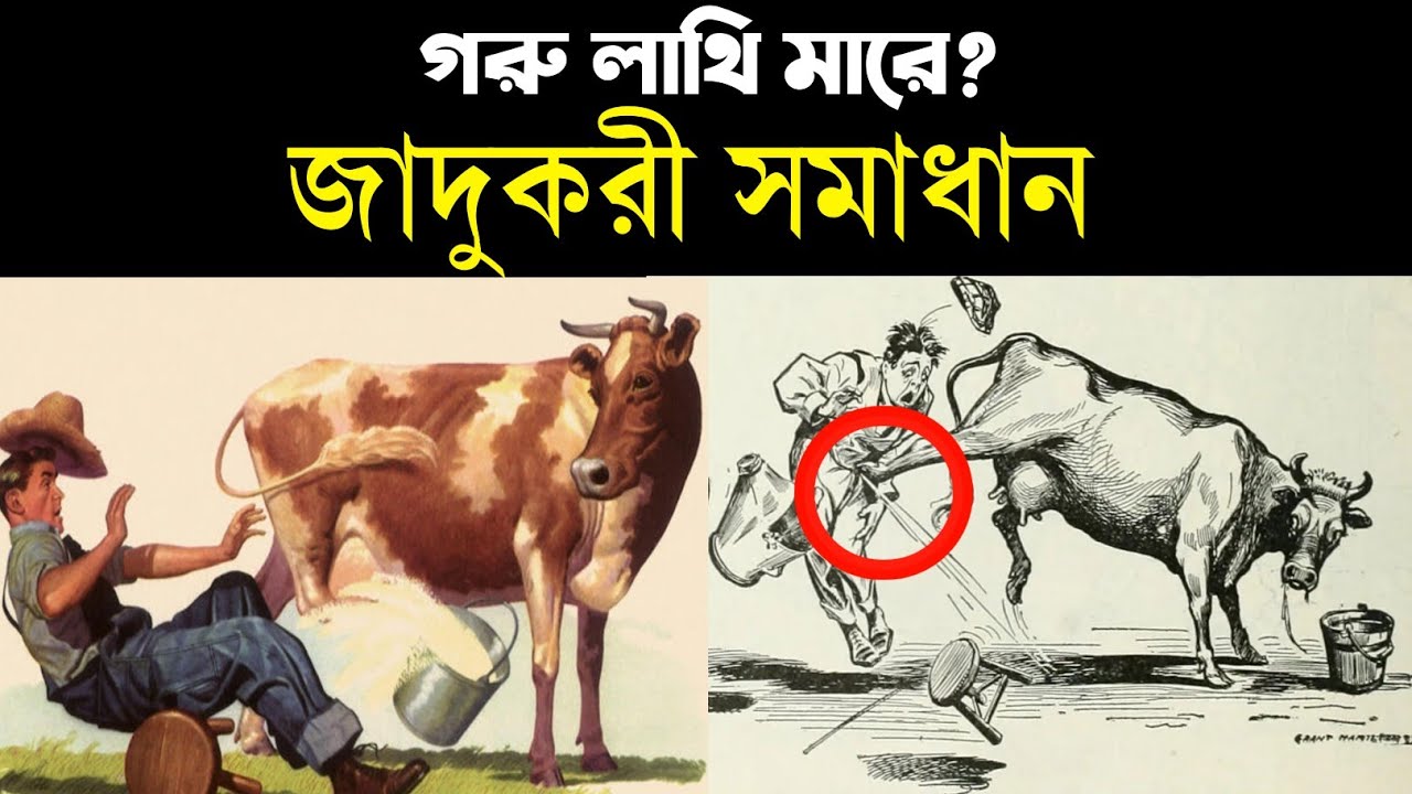 গরু দুধ দোয়াতে দেয়না লাথি মারে । গরুর লাথি থেকে বাচাঁর উপায়