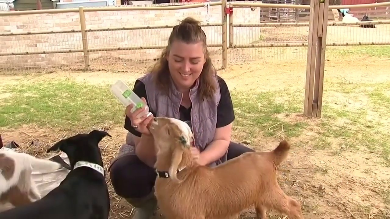 Disabled animals get new lease on life at Israeli sanctuary